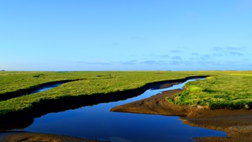 Blick von der Seebrücke: Salzwiesen